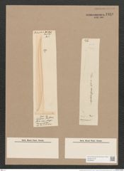 Pleurosigma longum Cleve (de-Toni-Nr.: Genus 13, Species 1044) Zeichnungen Sammlung Grunow Nr. 1880 (NHMW-BOT-W0368991)
